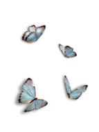 Butterflies Blue Insect