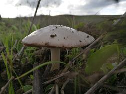 white mushroom in a field with grass