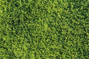 Close-up of the beautiful, green texture with the leaves of the plant, of the different shades