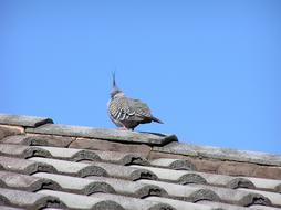 Bird Roof Blue Sky