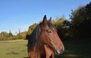 Horse Gelding Head