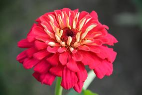 bud, red velvet petals