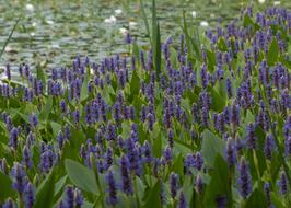 blooming flowers in a meadow