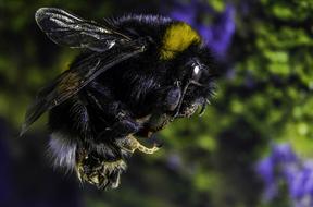Bumble-Bee Insect Macro