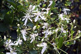 Clematis paniculata, plant with White Flowers