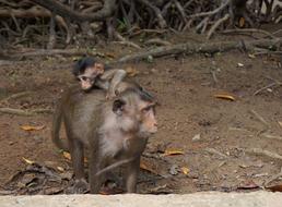 Monkey Mother The