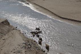 wild duck flock feeding in creek