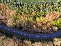Road Ariel Tree