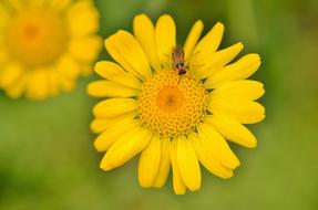 a small beetle hid in a flower