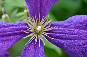 open flower close up