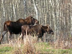 Moose Animal Wildlife