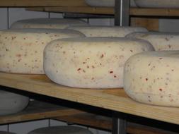 milk cheese