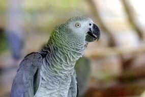 Parrot Bird Exotic