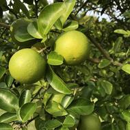 green citrus on a tree