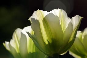 Open flower buds in the sunlight