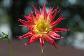 beautiful open flower