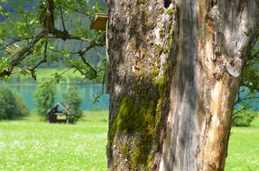 Beautiful and colorful tree with the green moos, among the other colorful plants, on the shore of the Lake Weissensee, in Carinthia, Austria