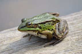 Frog Green