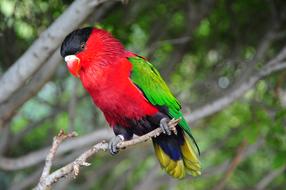 Bird Tropical