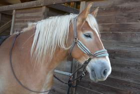 Horse Profile Mane