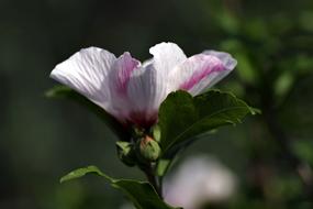 open flower in the garden