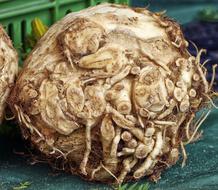 useful celery tuber