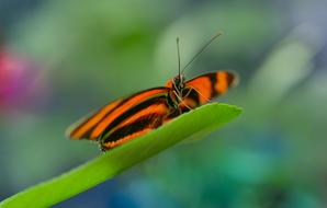 orange black butterfly on a green leaf