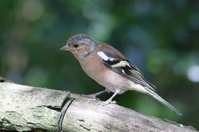Chaffinch Wildlife