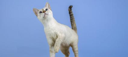 Cat Kitten Feline