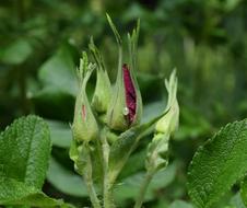sprout of a beautiful flower