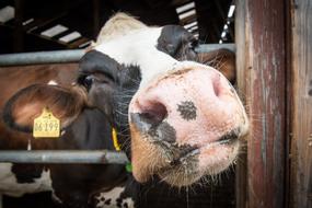 Cow Beef Dairy Cattle