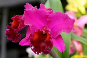 gorgeous orchid bud