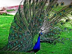 Peacock Bird Nature