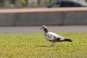 Bird Wildlife Animal