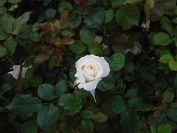 white Rose Flower among dark greenery
