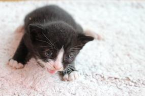 black and white kitten on the carpet