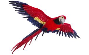 Parrot Isolated Flight Colorful