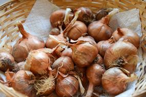Onion harvest in a basket