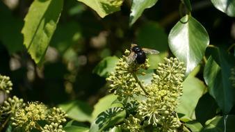 black fly on green plant