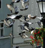 Pigeons Birds Fly city