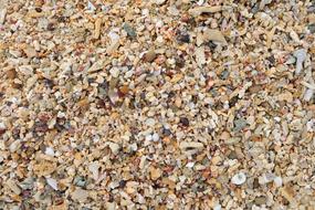 marine Sea Shells