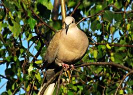 Dove Bird Nature