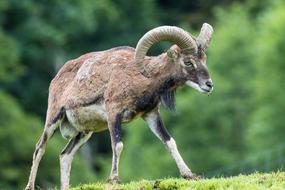 Capricorn Animal Alpine