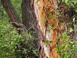broken forest tree in the grass