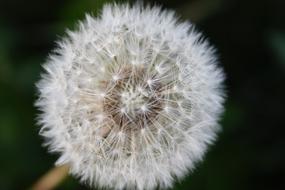 Close up of a dandelion in summer