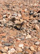 Lizard Wildlife Animal
