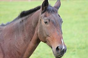 brown Horse Head portrait