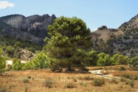 wide Pine at scenic mountain Landscape