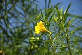 Flower Vacations Indonesia