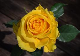 yellow rose landscape is beautiful
